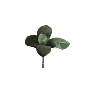 HOJA DE ORQUIDEA 25CM X 6
