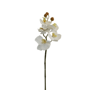 ORQUIDEA 98 CM MARIPOSA X 5  BLANCA