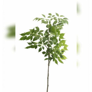 EUFORBIA PULCHERRIMA 117CM